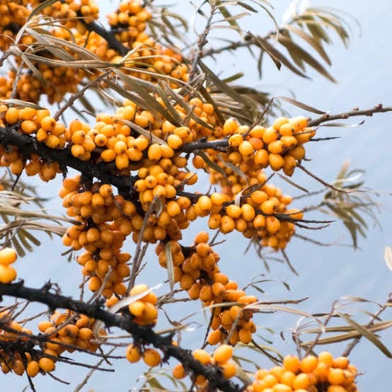 Medicinal plant in pithoragarh