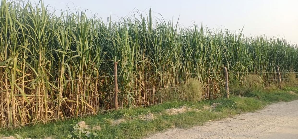Farmers adopted new technology increased sugarcane production in Bareilly