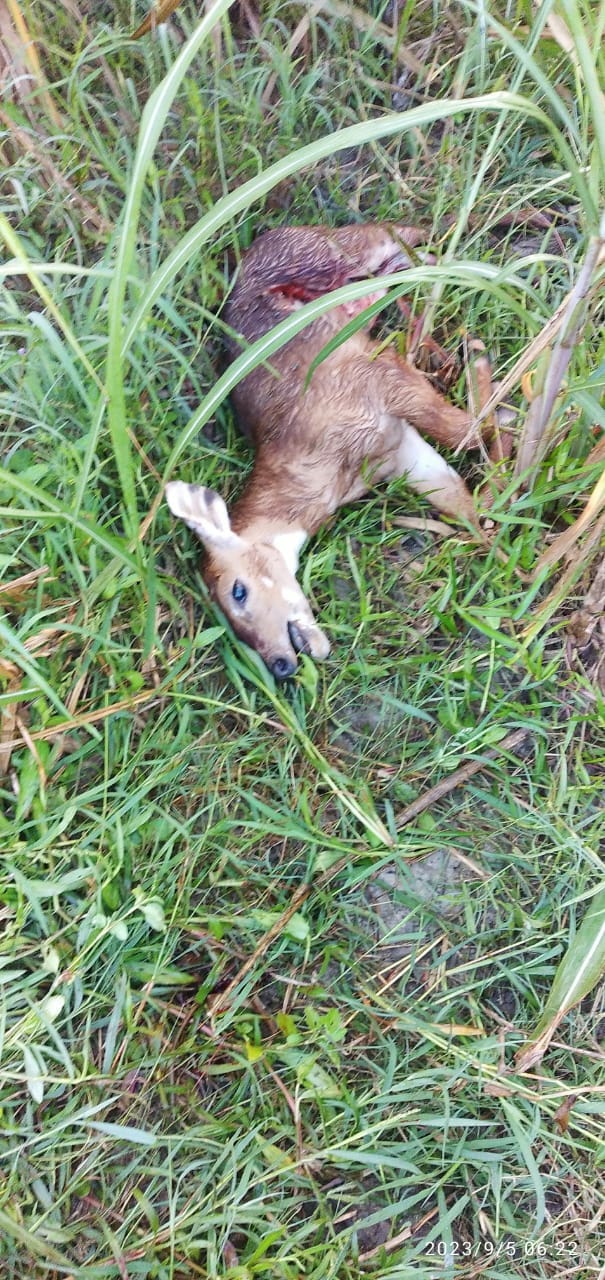 wild dogs killed baby nilgai