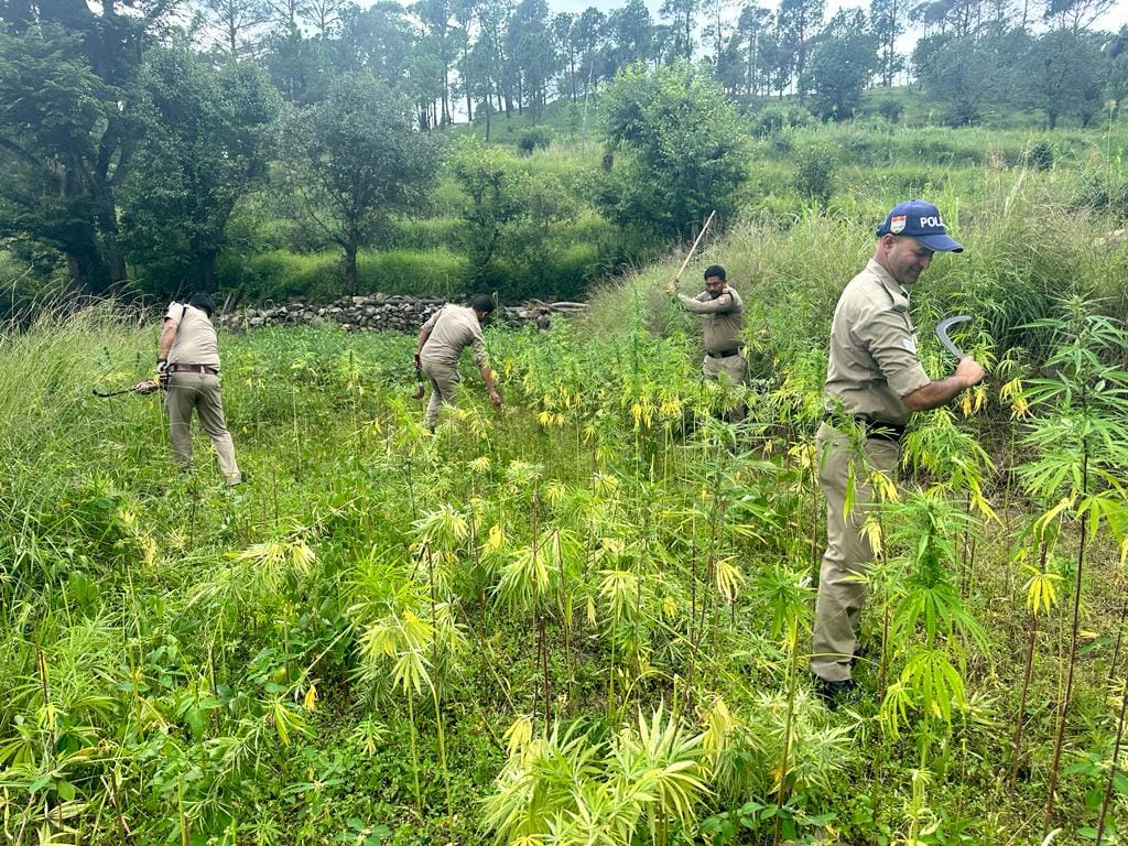 Action of police in bhang farming