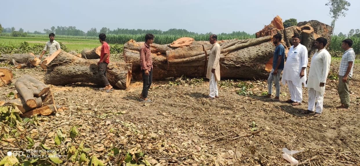 Four hundred year old banyan tree cut down, case against farm owner