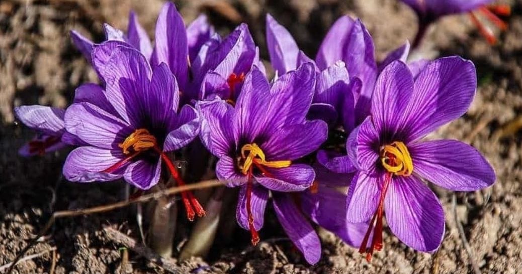 Farming of saffron in lohaghat