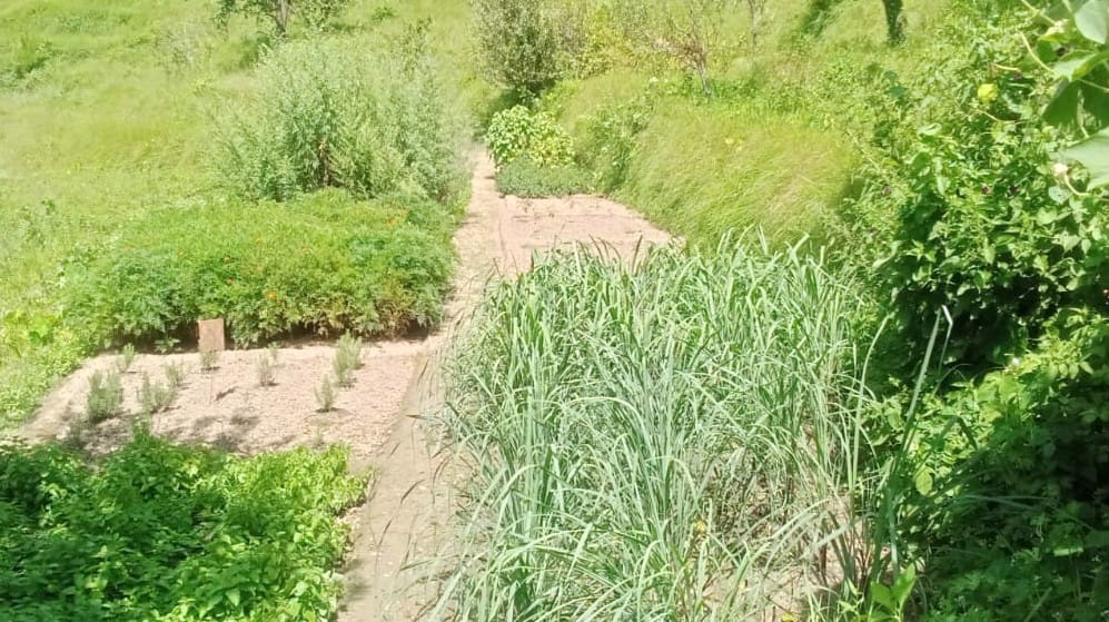 Tumoor farming in munsyari