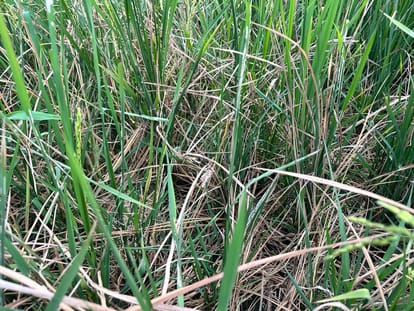 Agriculture department will get rats caught from farmers for investigation