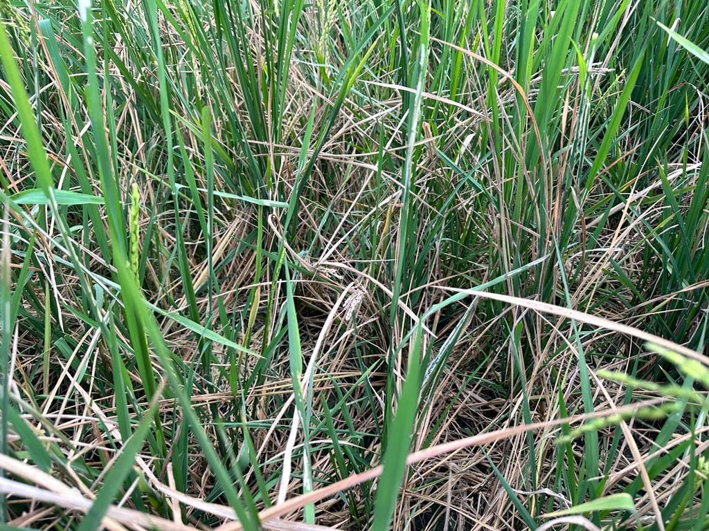 Agriculture department will get rats caught from farmers for investigation