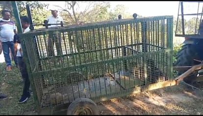 The tiger dragged away the half-eaten carcass of the calf, put a cage to catch it