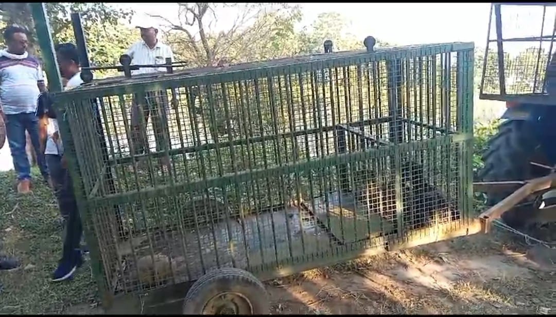 The tiger dragged away the half-eaten carcass of the calf, put a cage to catch it