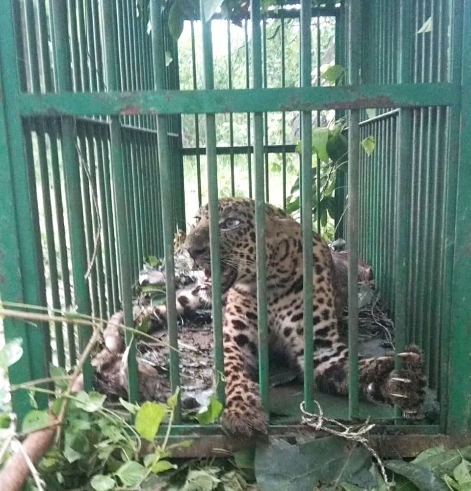One leopard caught after 20 days, search for another