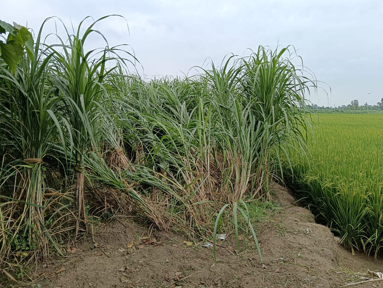 Sugarcane fell due to rain with storm, paddy benefited