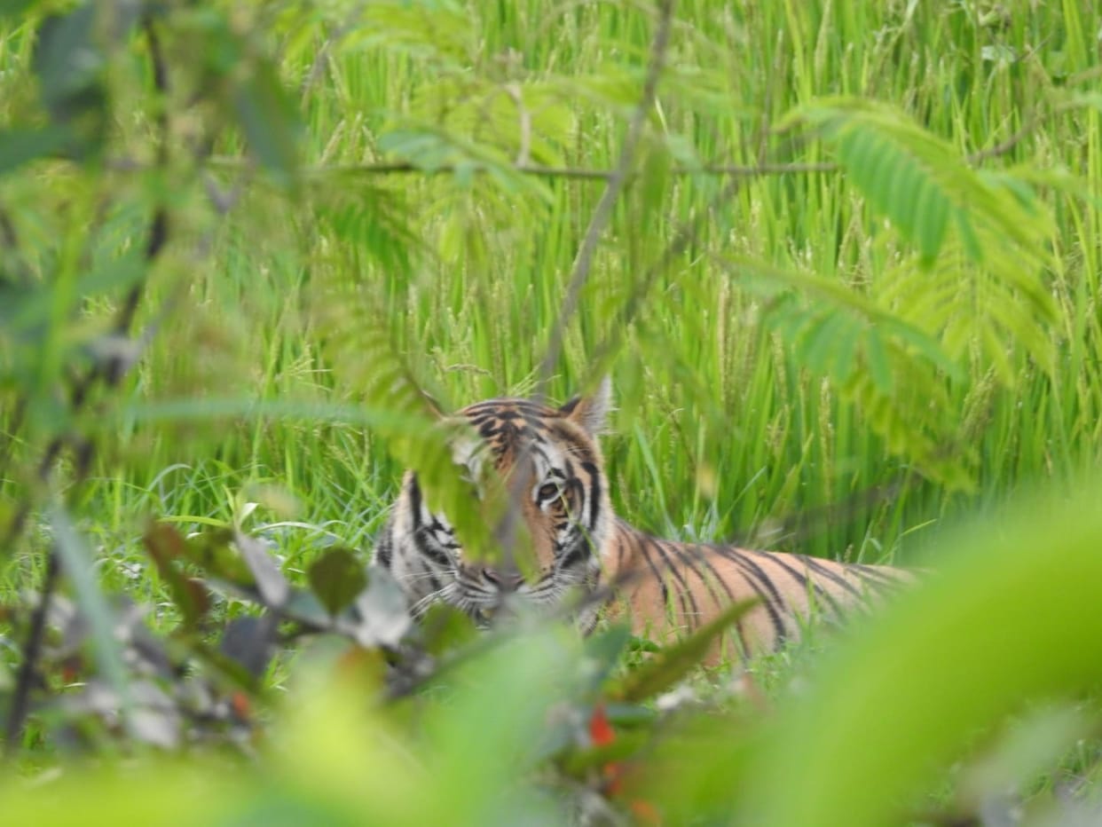 Not tiger, tigress walks near Hardoi branch canal