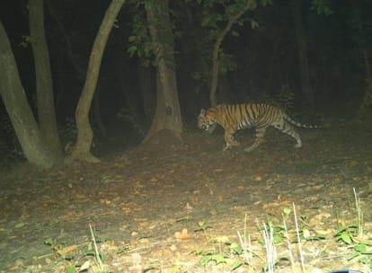 Now tigers and leopards will not be bound in borders, will roam freely from Nepal to Uttarakhand