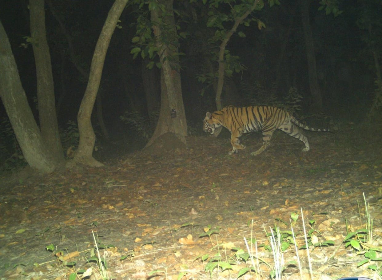 Now tigers and leopards will not be bound in borders, will roam freely from Nepal to Uttarakhand