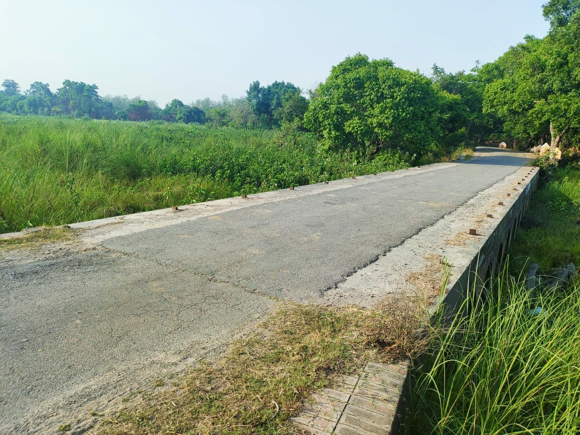 Three tigers were seen roaming, wheels of vehicles stopped