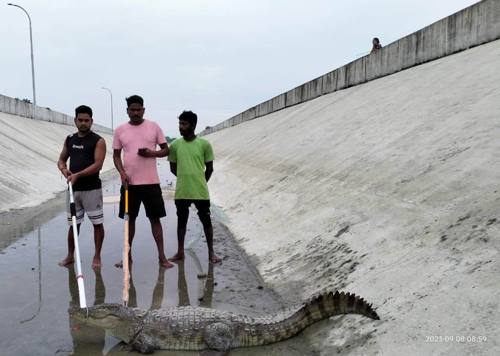 Panic due to crocodile coming in Nepal's canal