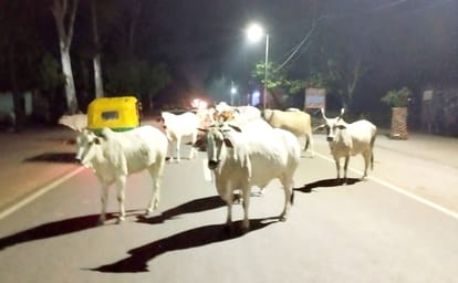 Walk carefully in the night... the rule of animals left on the roads
