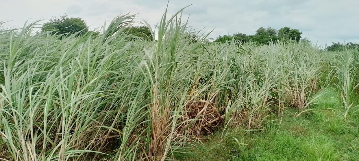 Paddy crop got sanjeevani due to rain