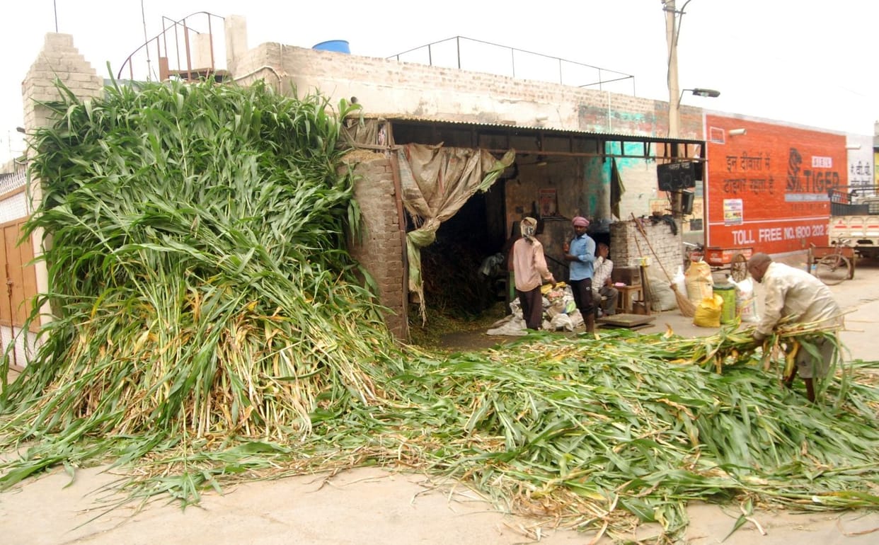 The crisis of green fodder increased, the stock of tudi started depleting