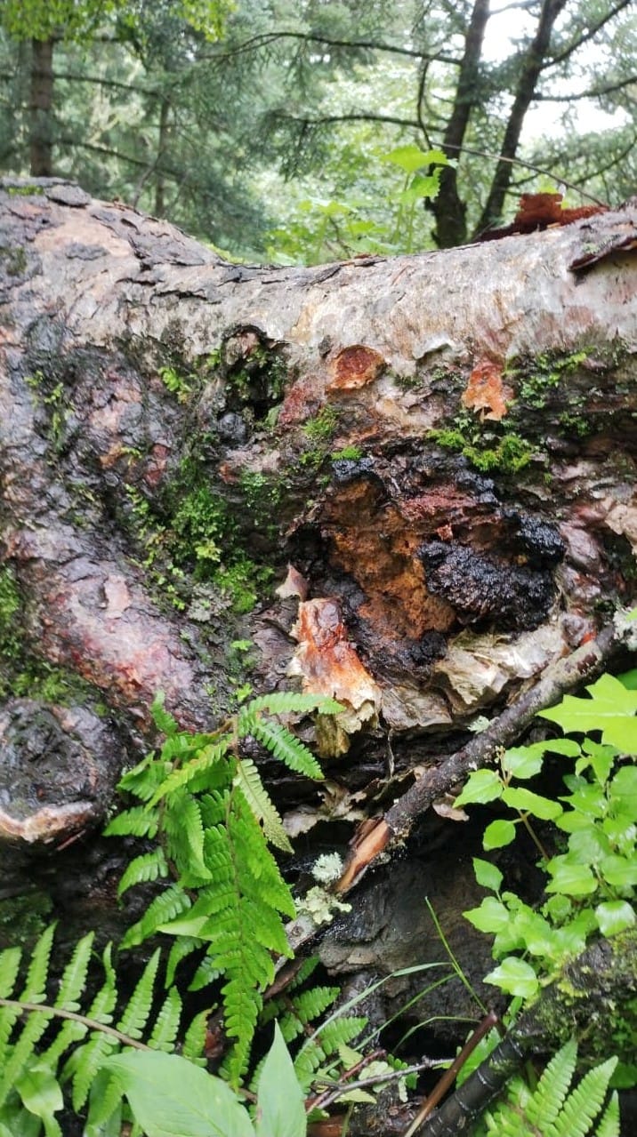 Chaga mushroom tea will change the fate of marginal people