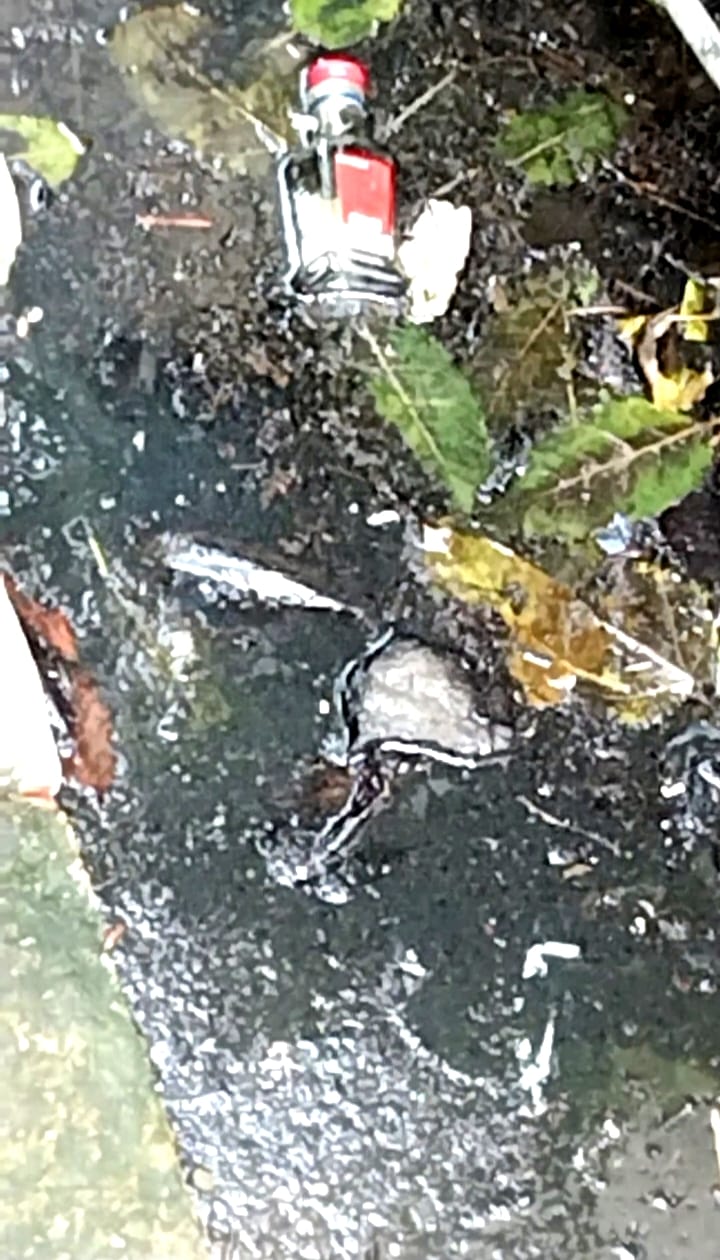 Larva is growing in the corporation premises itself, many employees are in the grip of dengue.