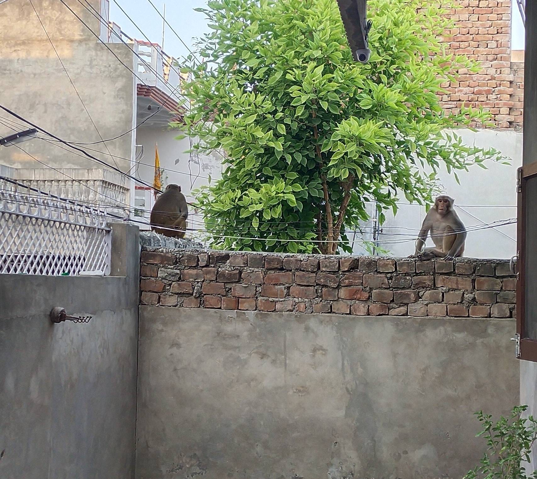 City council spent Rs 6 lakh, yet the city is not monkey free