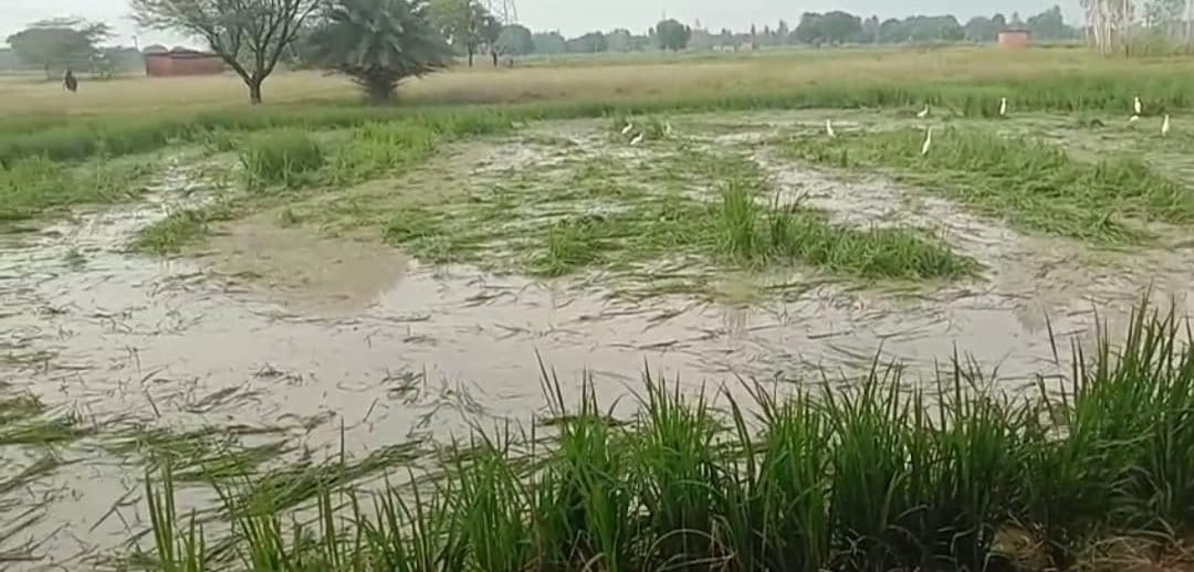 Paddy crop planted on the pond's aarai, revenue team plowed it