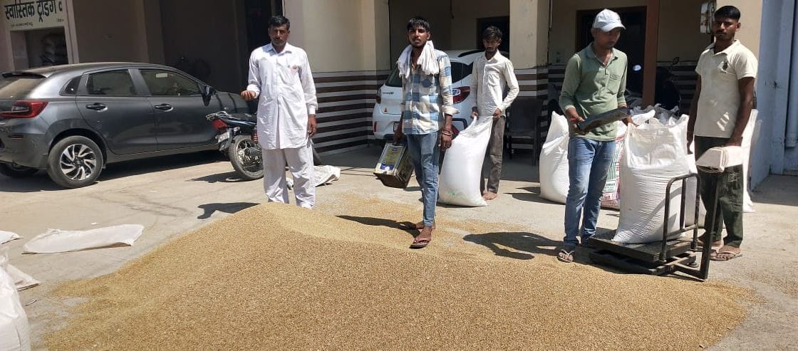 Arrival of millet started in grain market, 49 quintals bought in Bhattu