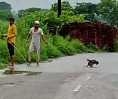 Budaun News: इस्लामनगर में बंदर को बांधकर घसीटा, खाई में फेंका तो दम तोड़ा In Islamnagar, a monkey was tied and dragged, thrown into a ditch and died.