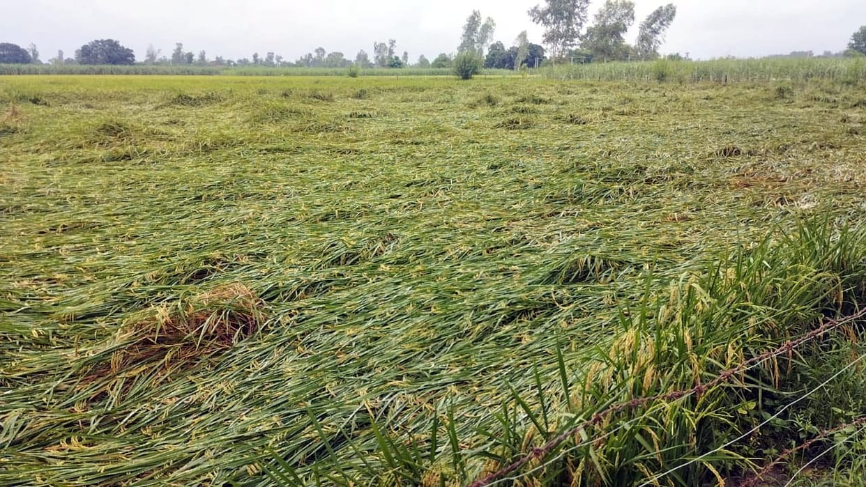 Temperature dropped due to heavy rain, waterlogging became a problem