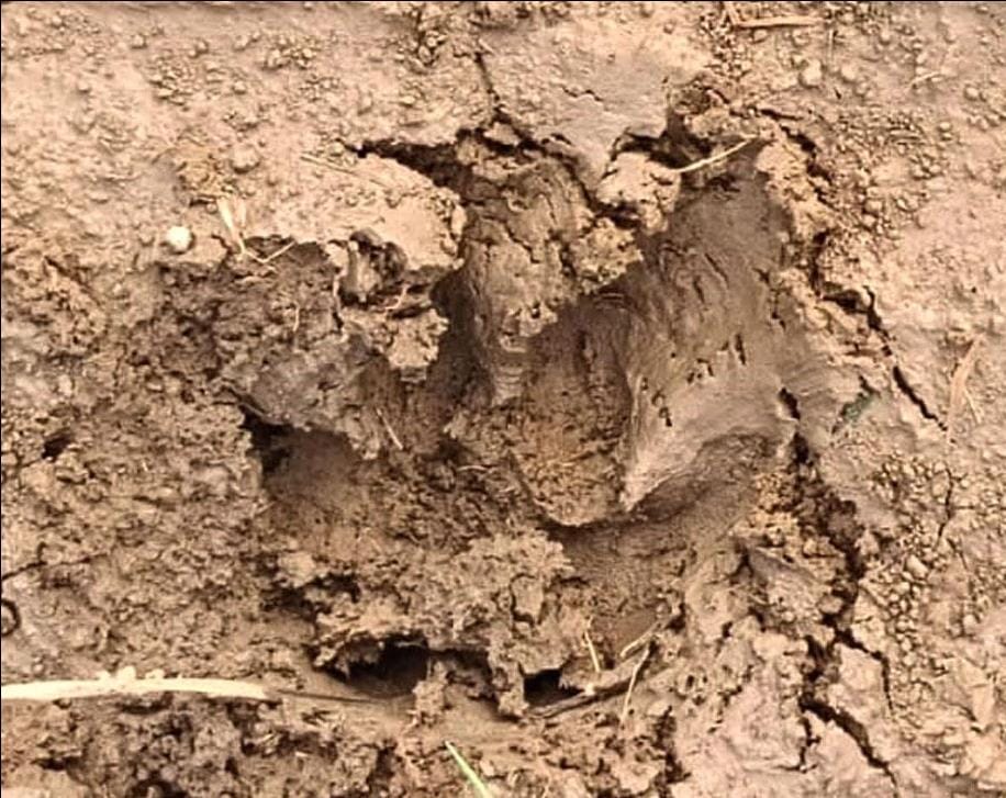 Panic among villagers after leopard's paw marks and remains of cattle were found