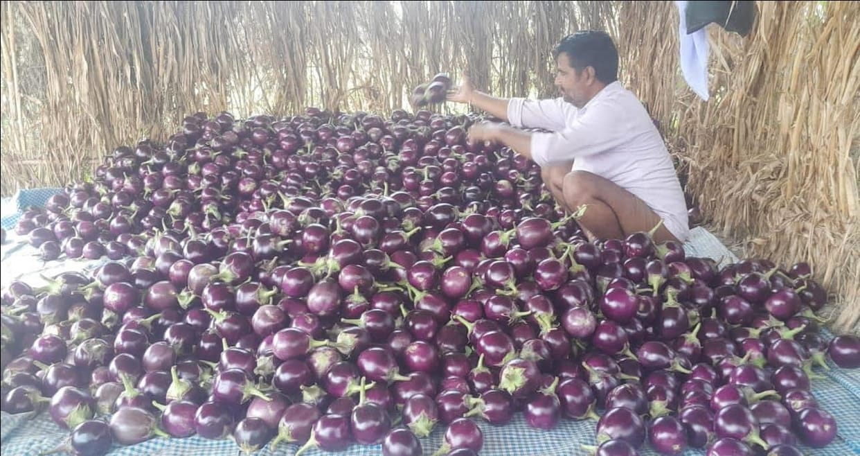 Saharanpur: Miyangi's brinjal sound is ringing in Delhi