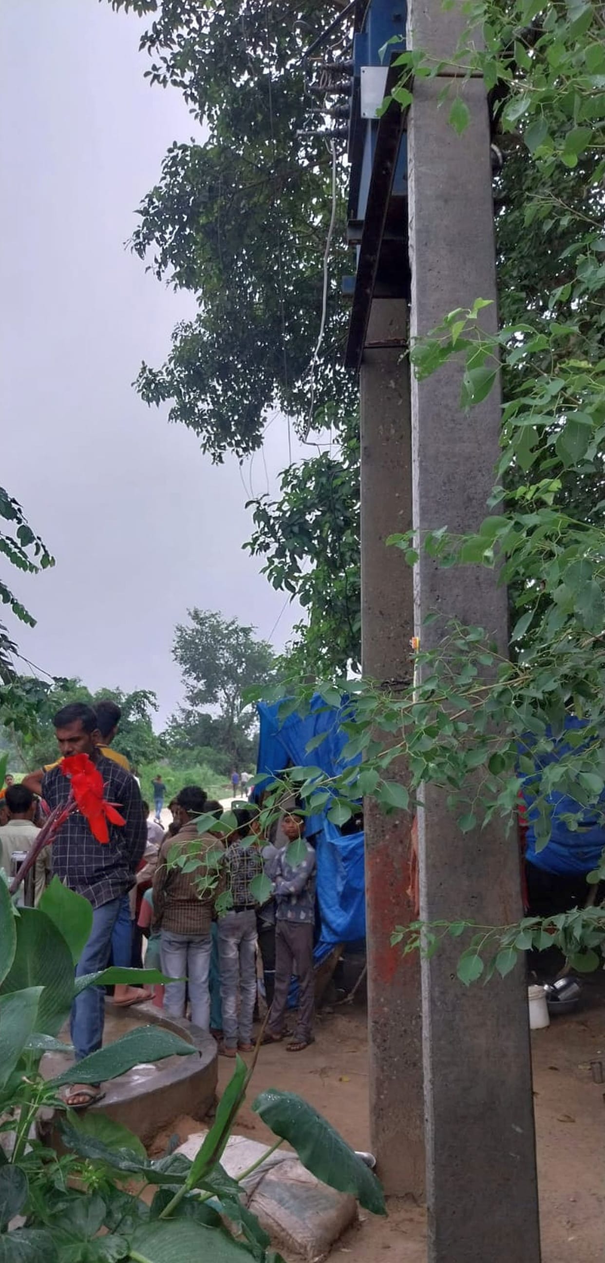 High tension line broke and fell, four animals died due to electric shock