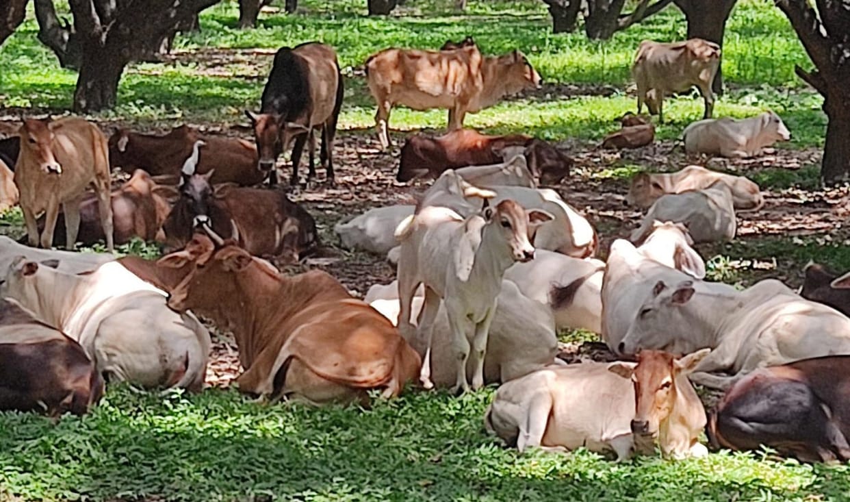 Stray cattle destroying farmers' crops, officers silent