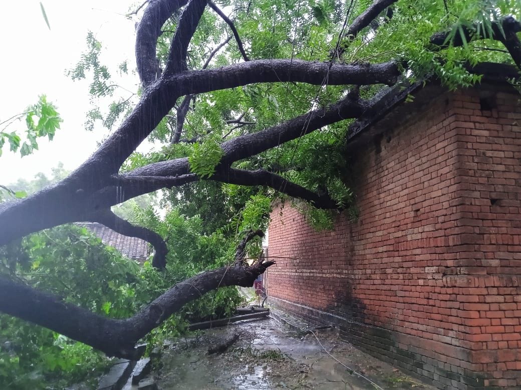 Tree fell on house in storm with heavy rain, people narrowly escaped