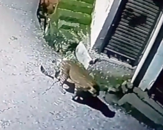 Two leopards roaming in the market were captured in CCTV