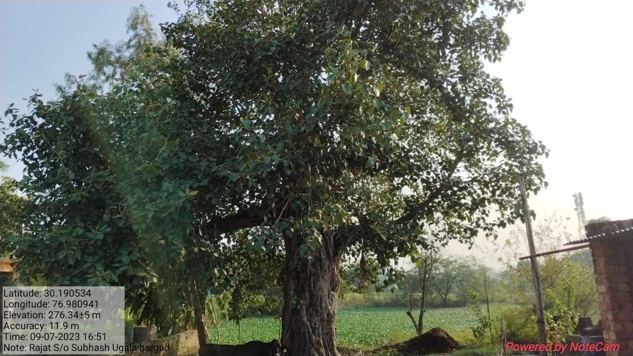 Tighten your waist again to give life to the trees