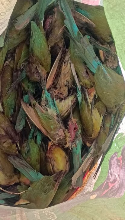 Killed 20 birds by giving poison in their meows.