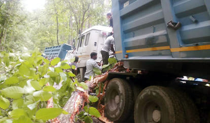 Tree fell on dumper, Gauriphanta road remained blocked for two hours