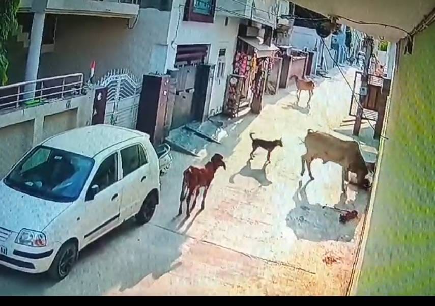A child playing in the street was attacked by a bull, when he screamed the shopkeeper saved him.