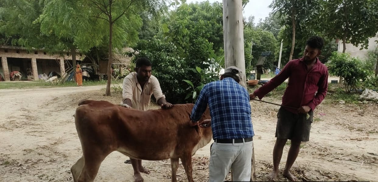 Seven more cattle with lumpy like symptoms found