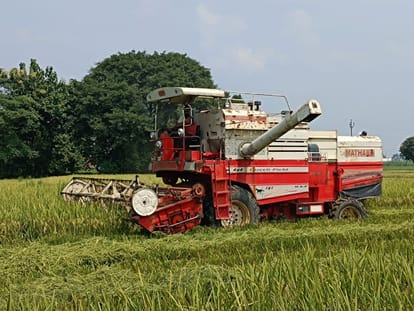 PR-126 variety of paddy crop ready, harvesting started