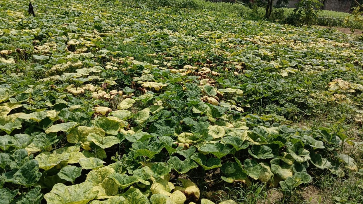 200 hectares of vegetable farming drowned in rain