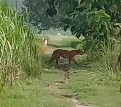 Farmer gets scared after seeing tiger in the field, video goes viral