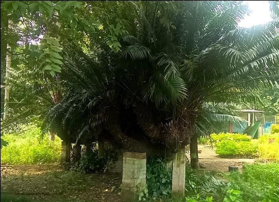 If you want to see centuries old trees then come to Saharanpur
