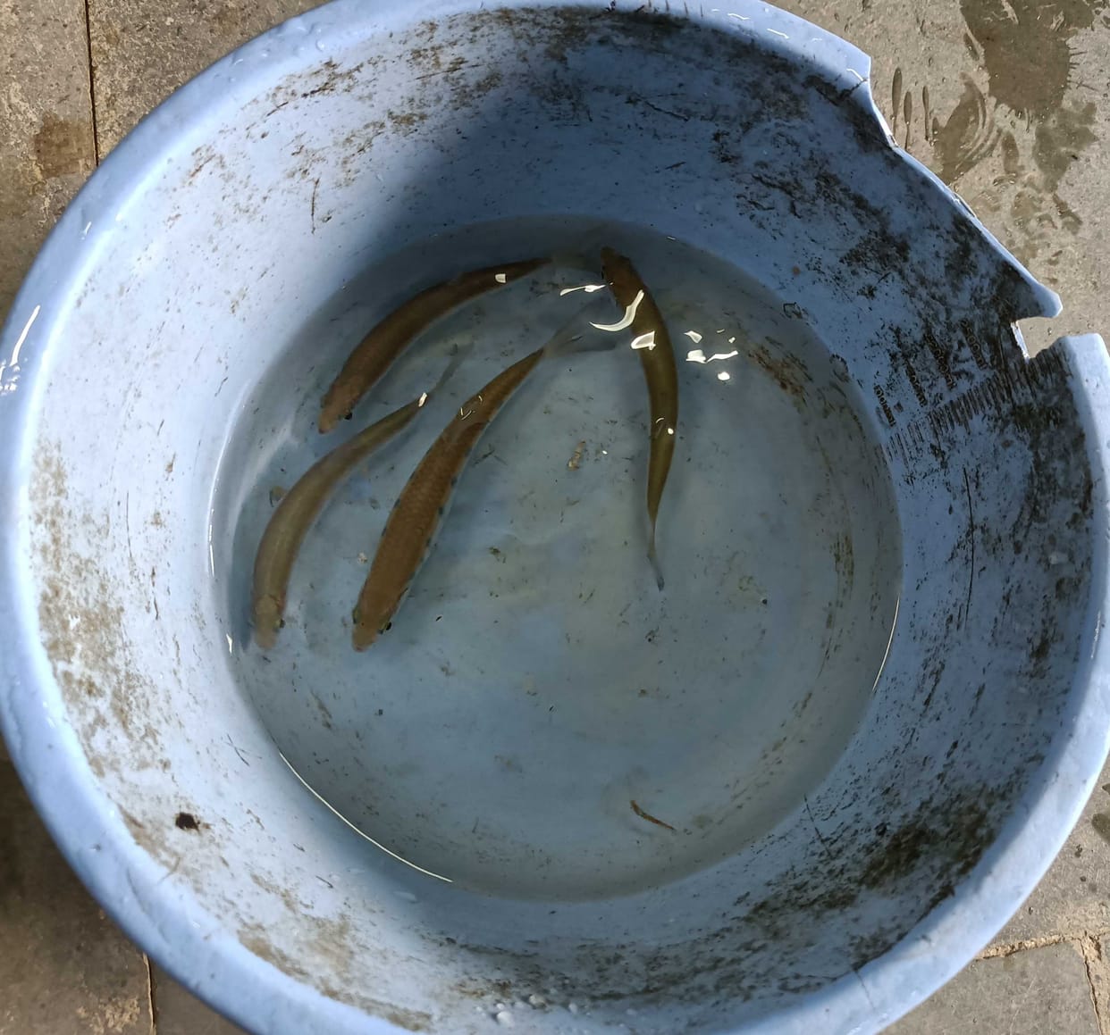 Champawat: Success in breeding of Vagra Baril species of fish scientific study was done for three years