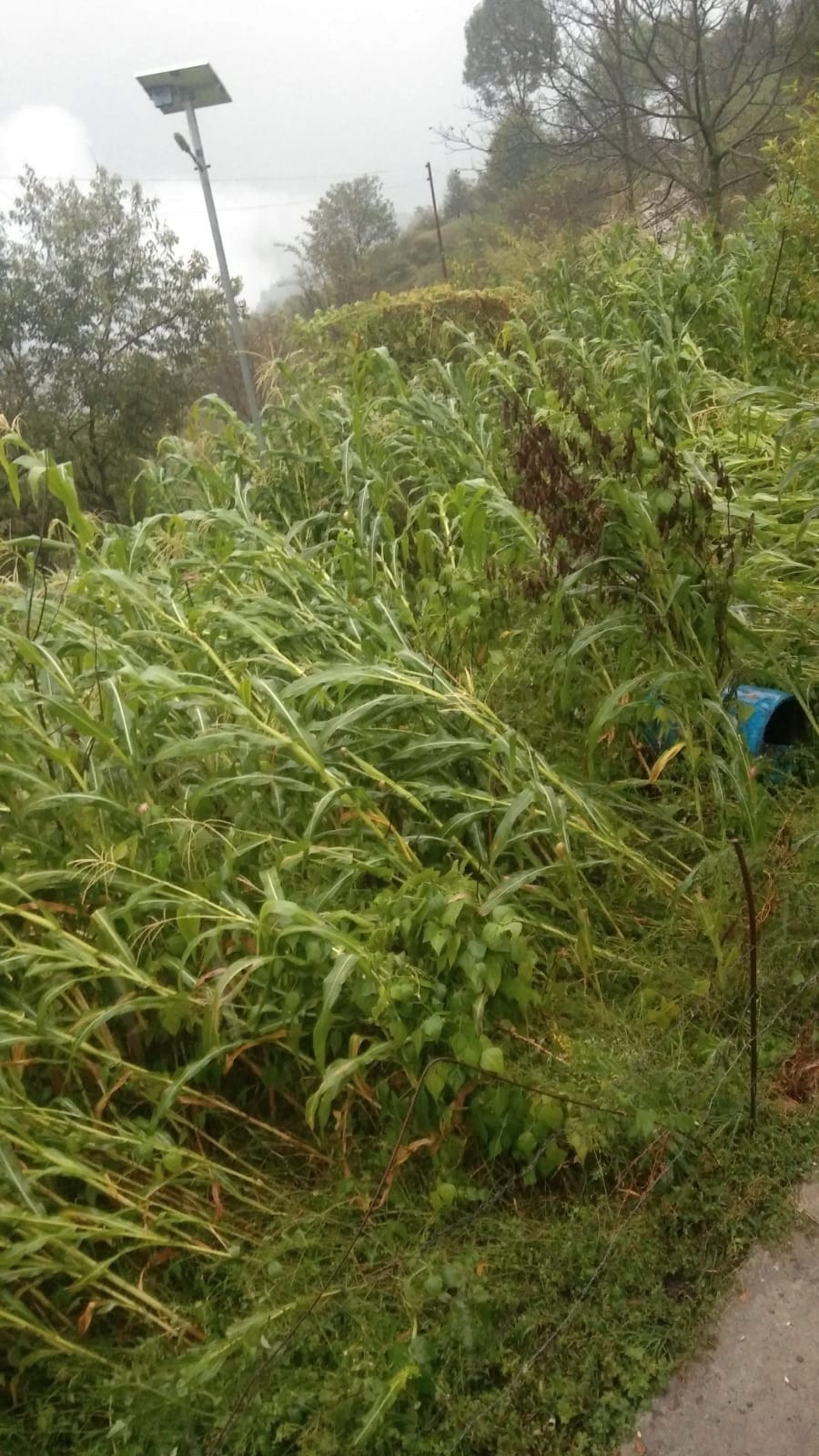 Due to rain, maize and kidney bean crops were scattered in Sainj, Kullu-Mandi highway remained closed for an hour.