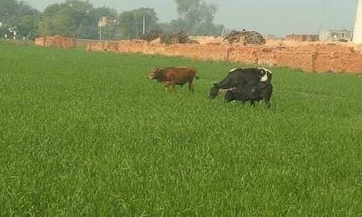 Stray animals are giving sleepless nights to farmers, those responsible are careless