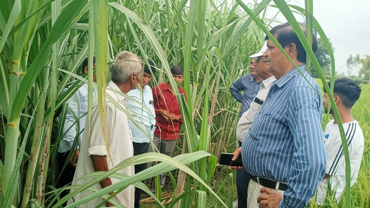 Gave information about prevention of red rot disease in sugarcane