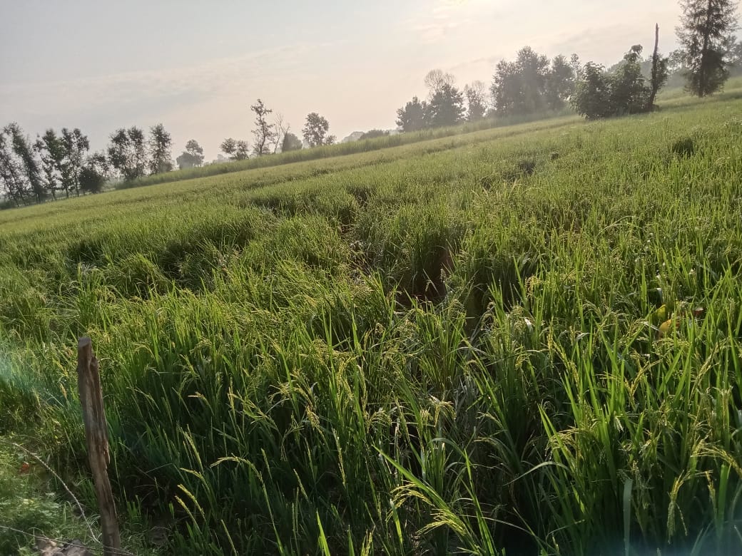 Farming on the edge of forest is a challenge, anger among farmers