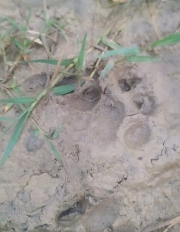 Guldar seen in Nathmalpur forest, panic among villagers