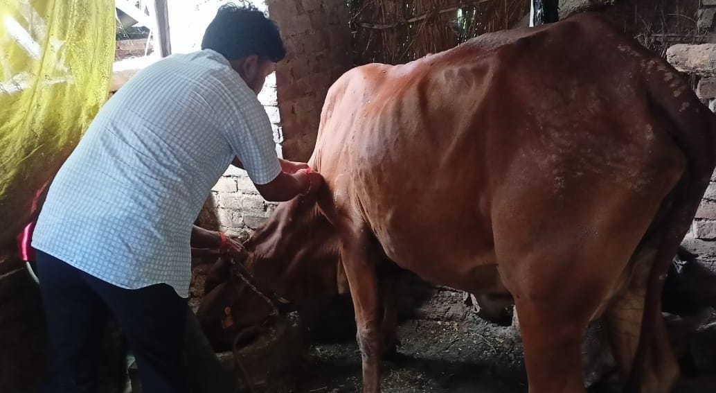 Bovine Lampi virus